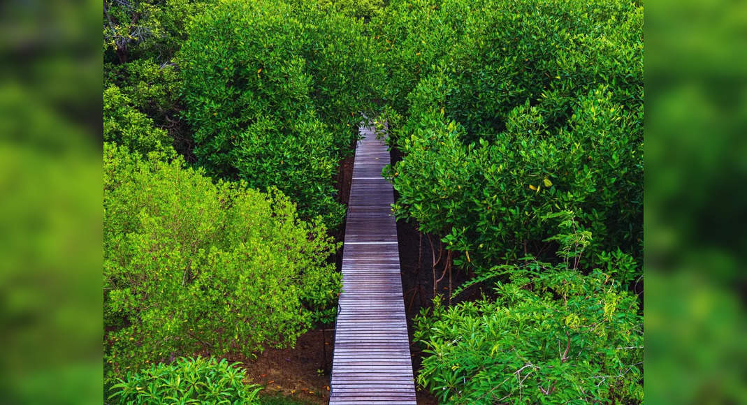 Mumbai rapidly to get its first elevated woodland walkway in Malabar Hill