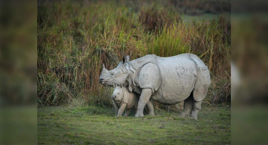 International Tourism Mart 2024: Kaziranga showcases North East India’s tourism probably at the match